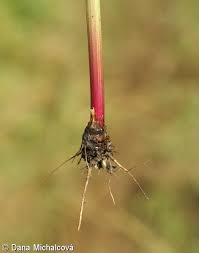 Image result for Chaerophyllum aureum