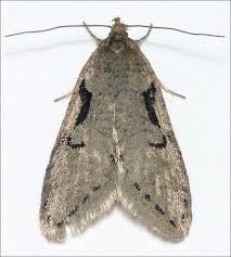 Attēlu rezultāti vaicājumam “Semioscopis oculella”