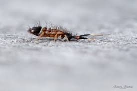 Attēlu rezultāti vaicājumam “Orchesella flavescens”