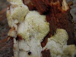 Attēlu rezultāti vaicājumam “Flaviporus citrinellus”