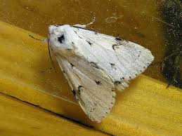 Attēlu rezultāti vaicājumam “Acronicta leporina”