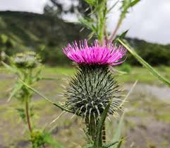 Attēlu rezultāti vaicājumam “Cirsium vulgare”