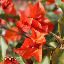 Image result for bougainvillea