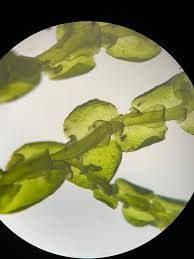 Attēlu rezultāti vaicājumam “Porella cordaeana”