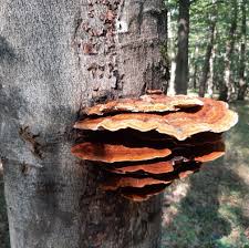 Attēlu rezultāti vaicājumam “Inonotus leporinus”