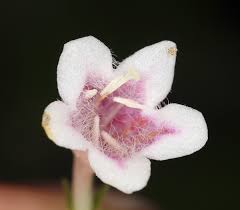 Attēlu rezultāti vaicājumam “Linnaea borealis flower”