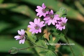 Attēlu rezultāti vaicājumam “Geranium molle flower”
