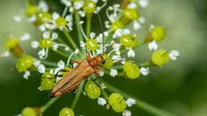 Attēlu rezultāti vaicājumam “Oedemera sp.”