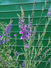 Image result for Linaria purpurea