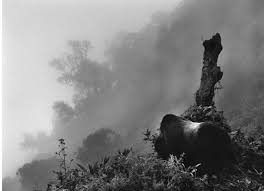 Image result for sebastiao salgado