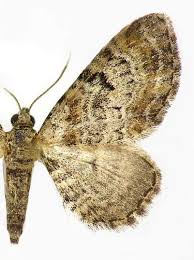 Attēlu rezultāti vaicājumam “Eupithecia linariata”