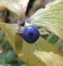Attēlu rezultāti vaicājumam “Paris quadrifolia bud”