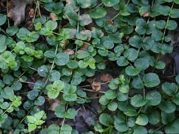 Attēlu rezultāti vaicājumam “Lysimachia nummularia leaf”