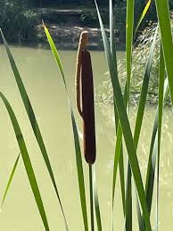 Attēlu rezultāti vaicājumam “Typha angustifolia”