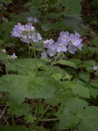 Attēlu rezultāti vaicājumam “Hydrophyllaceae”