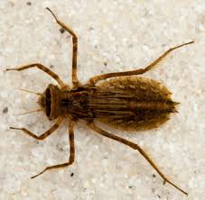 Attēlu rezultāti vaicājumam “Cordulia aenea”