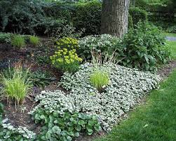 Attēlu rezultāti vaicājumam “Lamium”