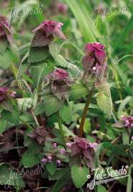 Attēlu rezultāti vaicājumam “Lamium purpureum leaf”