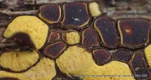 Attēlu rezultāti vaicājumam “Perichaena corticalis”