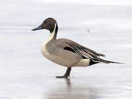 Attēlu rezultāti vaicājumam “Anas acuta”