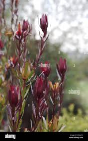 Attēlu rezultāti vaicājumam “Symphyotrichum x salignum flower”