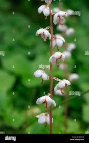 Attēlu rezultāti vaicājumam “Pyrola media”