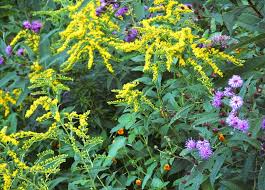 Attēlu rezultāti vaicājumam “Solidago canadensis flower”