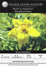 Attēlu rezultāti vaicājumam “Potentilla supina flower”