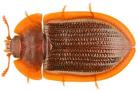 Attēlu rezultāti vaicājumam “Peltis grossa”