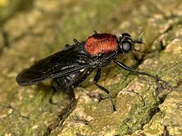 Attēlu rezultāti vaicājumam “Clitellaria ephippium”