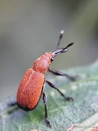 Attēlu rezultāti vaicājumam “Attelabidae”