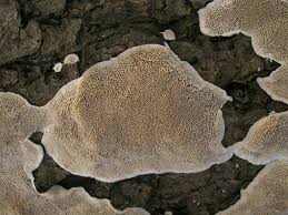 Attēlu rezultāti vaicājumam “Cinereomyces lindbladii”