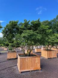 Attēlu rezultāti vaicājumam “Ulmus x hollandica”