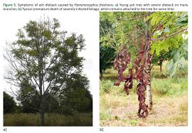 Attēlu rezultāti vaicājumam “Mycosphaerella ulmi”
