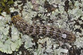 Attēlu rezultāti vaicājumam “Acronicta megacephala larva”