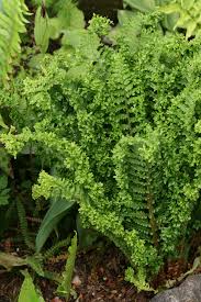 Attēlu rezultāti vaicājumam “Dryopteris filix-mas”