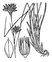 Attēlu rezultāti vaicājumam “Rhynchospora alba fruit”