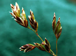 Attēlu rezultāti vaicājumam “Poa pratensis flower”