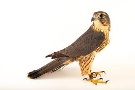 Image result for Falco columbarius
