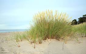 Attēlu rezultāti vaicājumam “Ammophila arenaria”