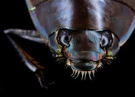 Attēlu rezultāti vaicājumam “Gyrinidae”