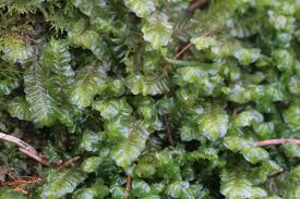 Attēlu rezultāti vaicājumam “Plagiochila porelloides sporophyte”