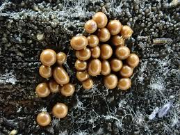 Attēlu rezultāti vaicājumam “Oligonema affine spores”