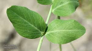 Attēlu rezultāti vaicājumam “Pisum sativum leaf”