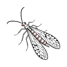 Attēlu rezultāti vaicājumam “Panorpa communis”