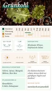 Image result for Grünkohl
