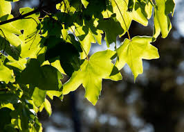 Attēlu rezultāti vaicājumam “Acer campestre leaf”