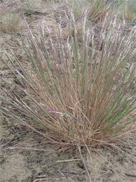 Attēlu rezultāti vaicājumam “Corynephorus canescens”