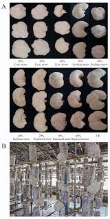 Attēlu rezultāti vaicājumam “Fuligo gyrosa macro”
