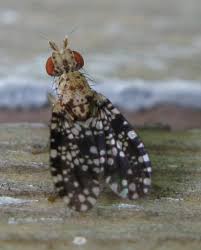 Attēlu rezultāti vaicājumam “Trypetoptera punctulata”